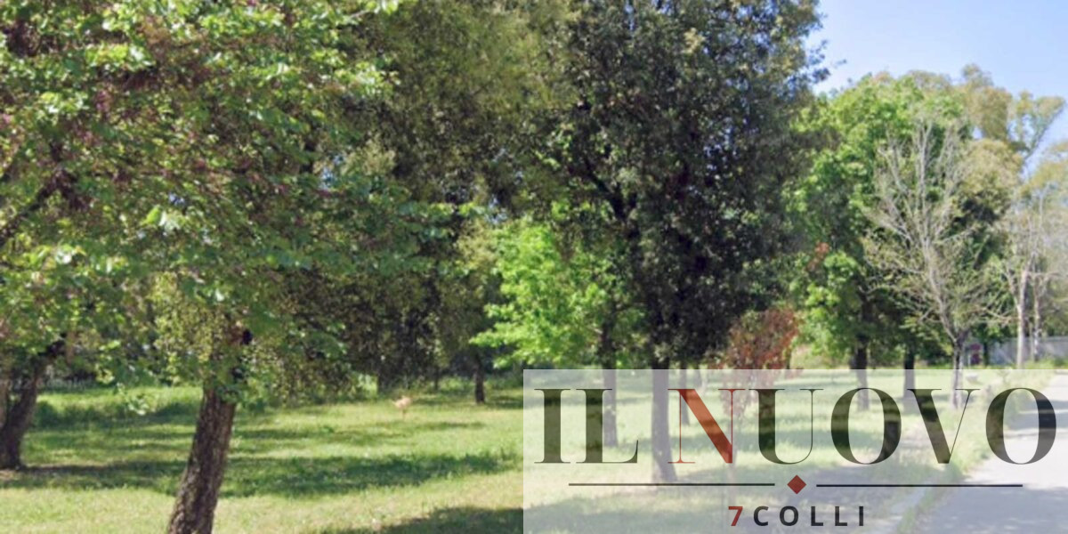 Roma, gli alberi a rischio