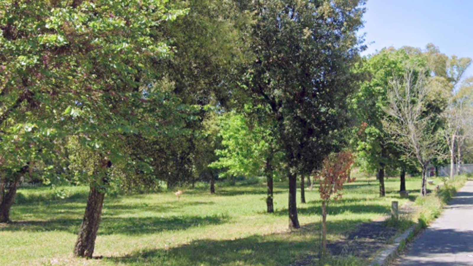 Roma, gli alberi a rischio