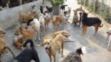 Nettuno, cani e gatti randagi, 45 giorni ‘extra’ di cure: il Comune avvia la nuova gara pubblica