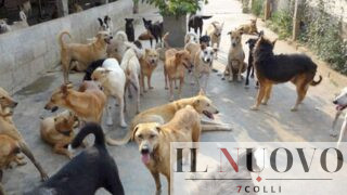 Nettuno, cani e gatti randagi, 45 giorni ‘extra’ di cure: il Comune avvia la nuova gara pubblica