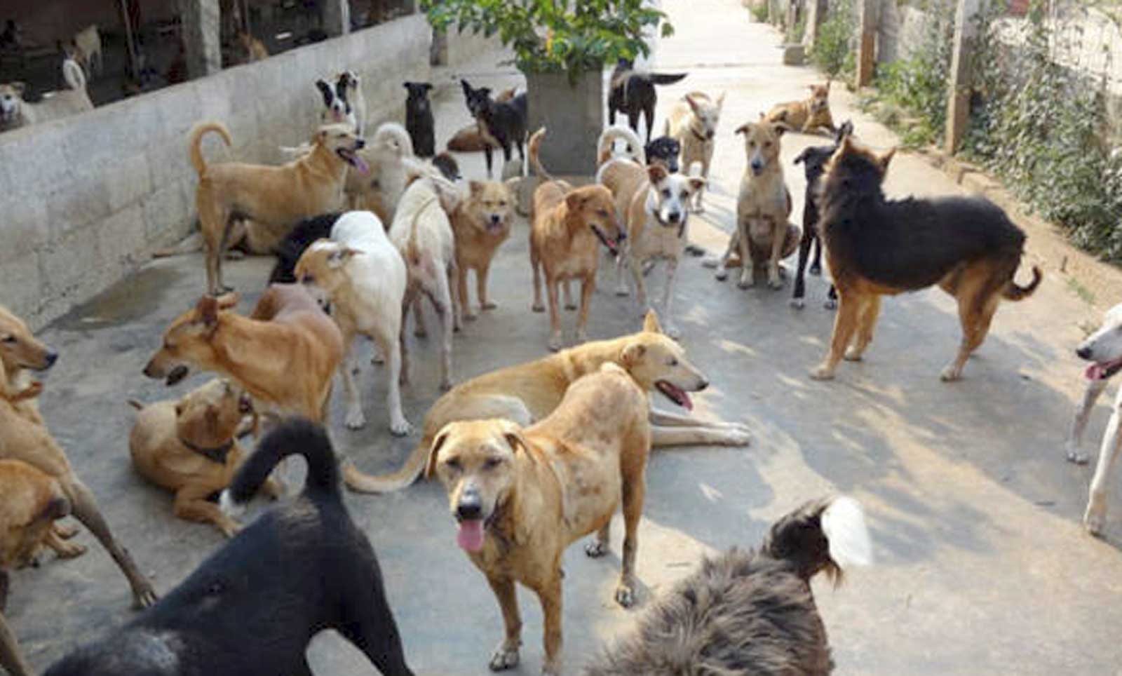 Nettuno, cani e gatti randagi