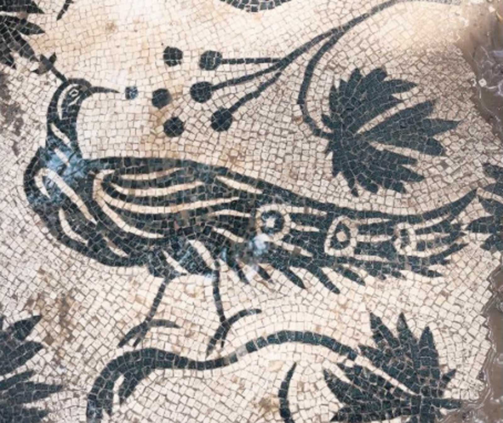 Roma, il pavone dell'immortalità, appena rinvenuto in uno scavo archeologico sull'Appia Antica