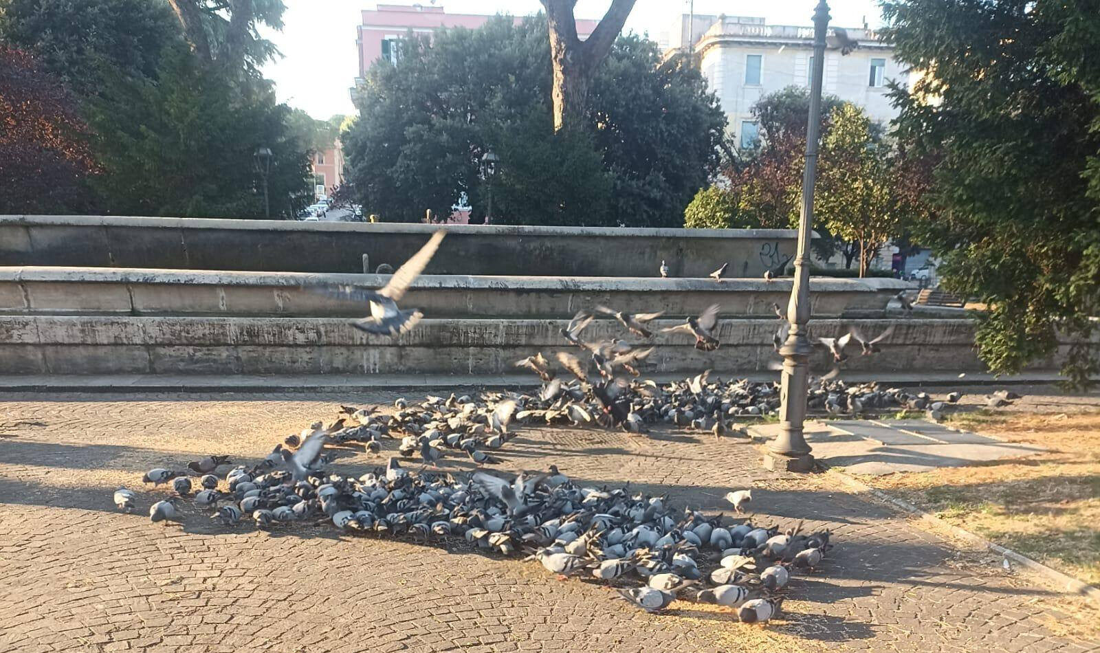 Piccioni a Tivoli