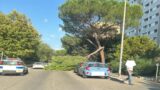 Roma, grosso ramo si spezza e crolla: strada chiusa a Vigne Nuove (FOTO)