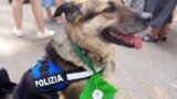 Roma, retata all’Esquilino, il cane Faro trova 1 kg di droga nel frigo del B&B: 19 arresti, anche i turisti nel mirino