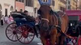 Roma, botticelle d’agosto: il video dei cavalli sotto il sole fa esplodere la polemica