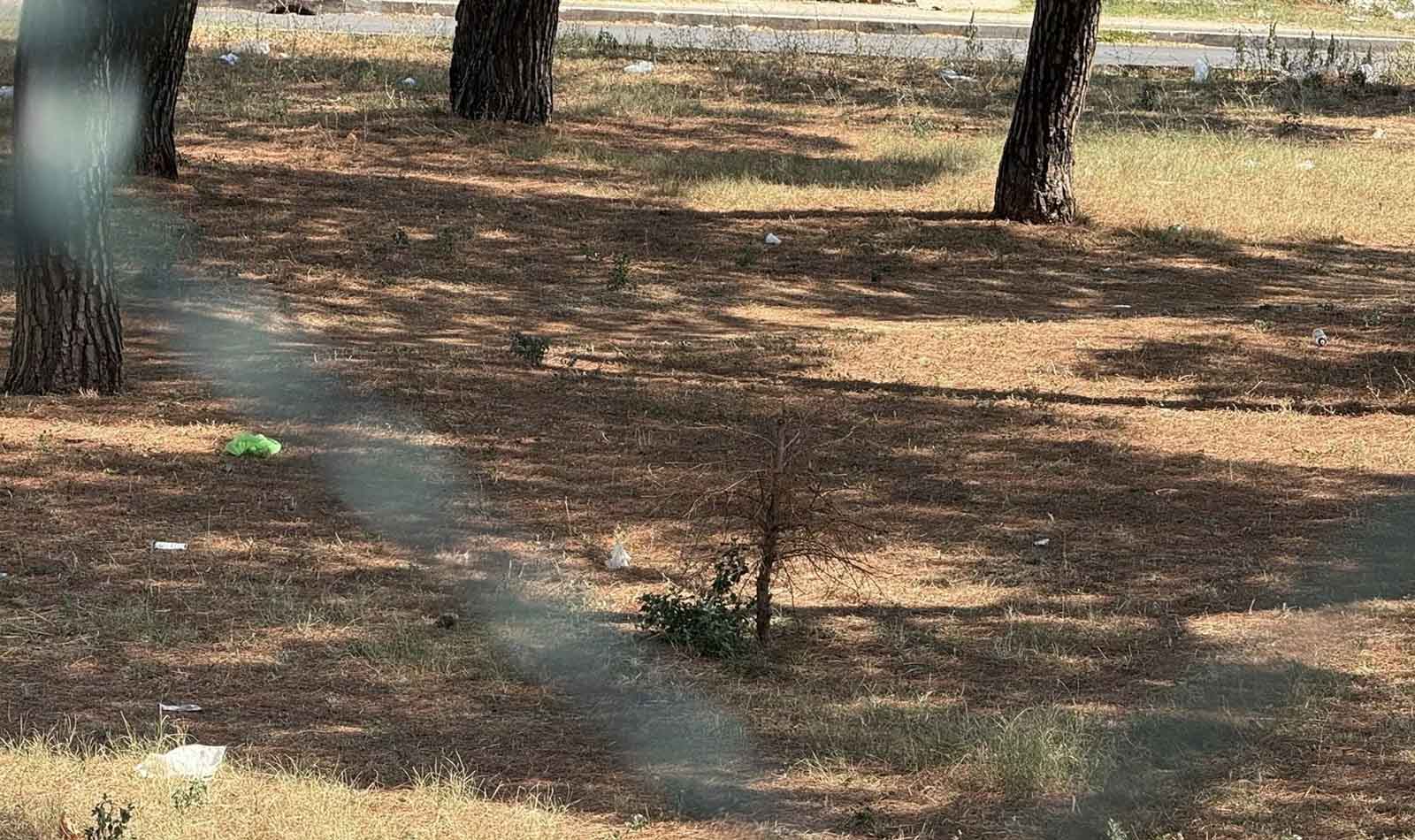 Roma, l’albero della rinascita distrutto con la benzina