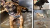 Roma, il padrone muore e ora i suoi 4 cani cercano una nuova famiglia: come adottarli