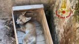 Rieti, un cucciolo di volpe cade in un lavatoio: salvato dai Vigili del Fuoco