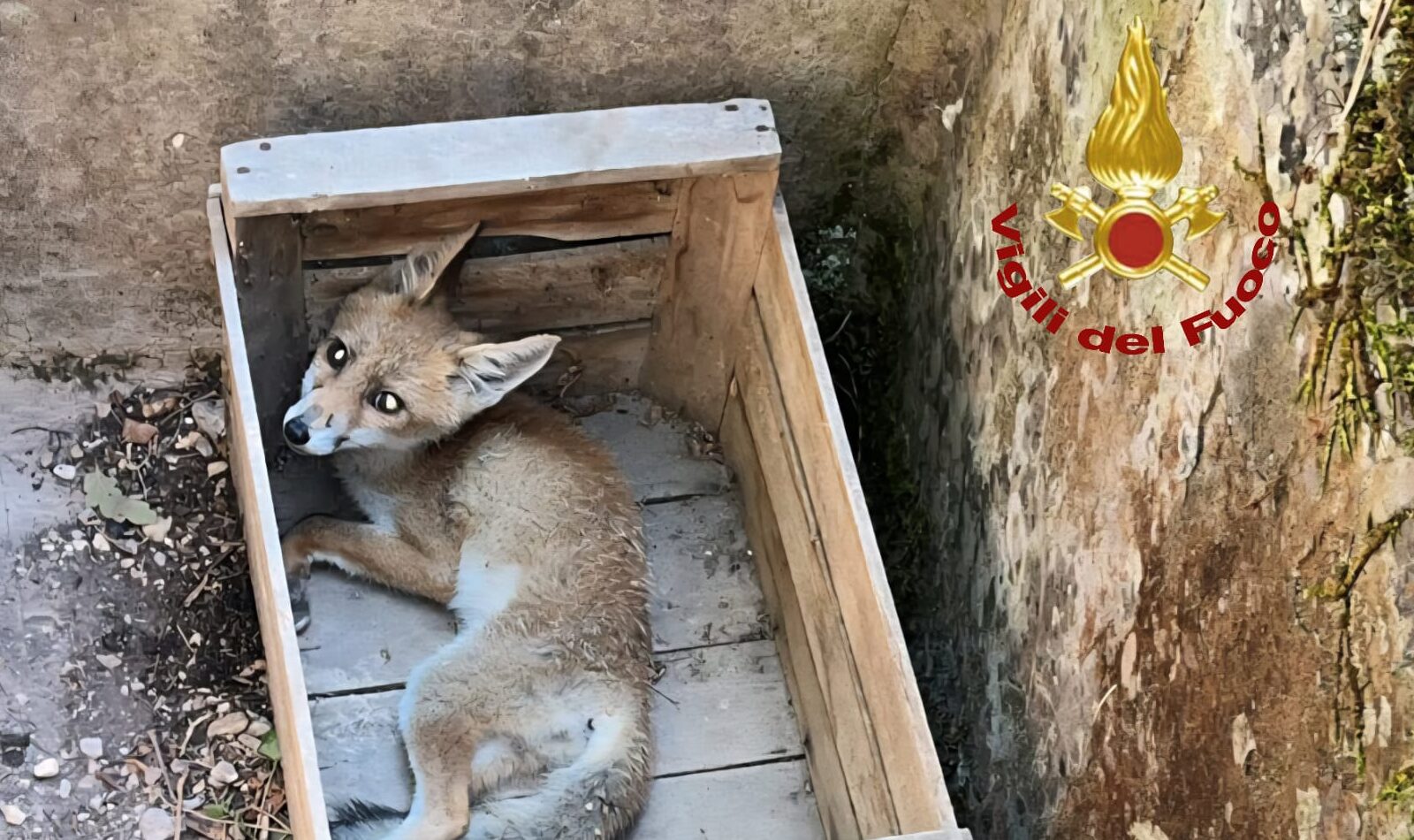 cucciolo di volpe