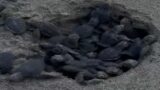 Tor San Lorenzo, nella notte sono nate le 48 tartarughine Caretta Caretta (VIDEO)