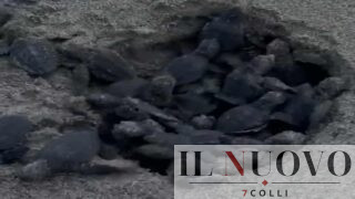 Tor San Lorenzo, nella notte sono nate le 48 tartarughine Caretta Caretta (VIDEO)