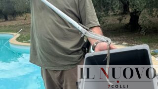 La Storta, cucciolo di vipera cade in piscina: paura tra i bagnanti