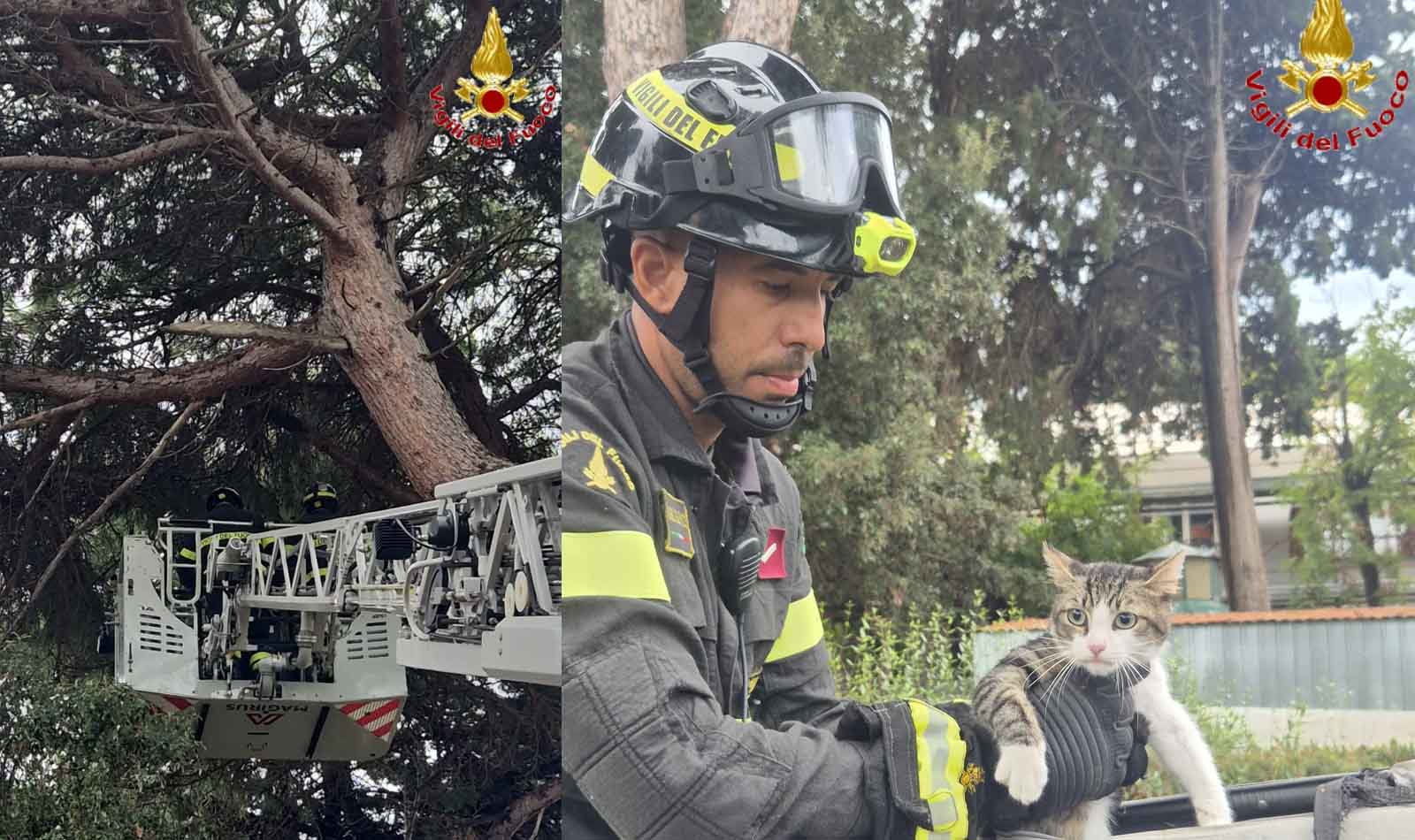 Civitavecchia gattino