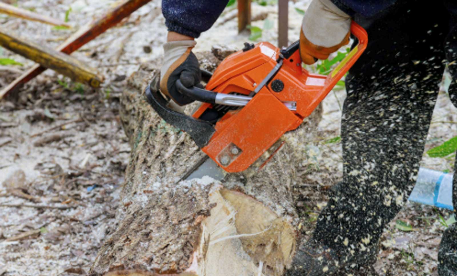 Fiumicino, motosega in azione