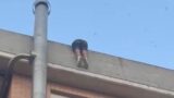 Ostia, tenta di buttarsi dal terrazzo: salvato in extremis dai poliziotti