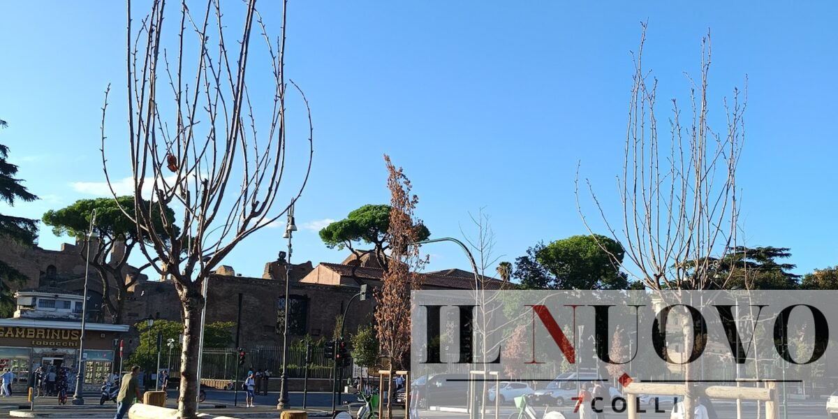 Alberi secchi a Piazza dei Cinquecento