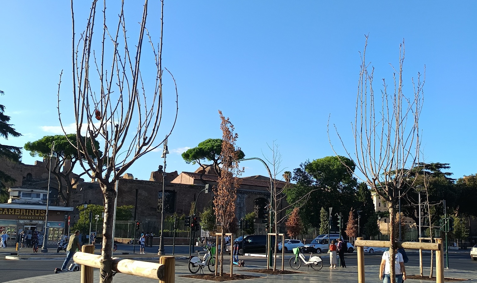 Alberi secchi a Piazza dei Cinquecento