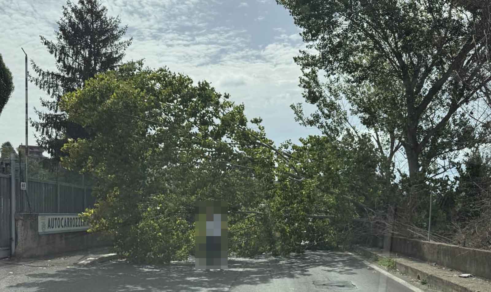 Roma, albero caduto in via del Fosso della Magliana