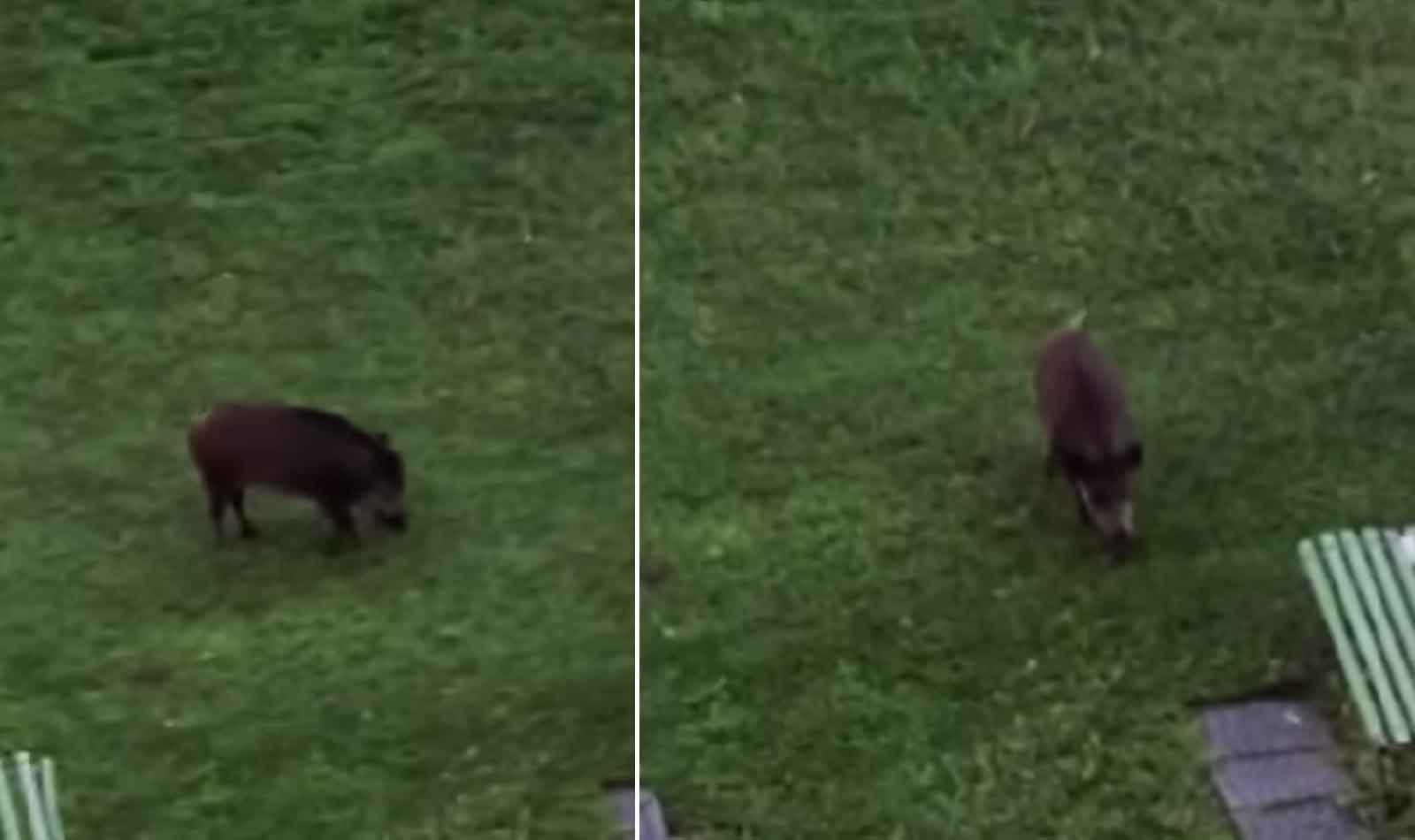 Roma, cinghiale Laurentina