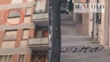 Roma, via Lucio Elio Seiano ancora soffocata dai piccioni: esasperazione all’Appio Claudio