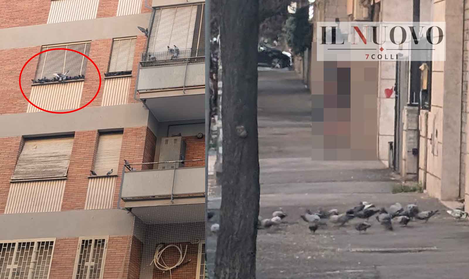 Roma, piccioni in via Lucio Elio Seiano