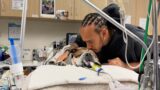 Cosa ci insegna la perdita di Roscoe, il cane di Lewis Hamilton: empatia, amore e rispetto per chi vede gli animali come famiglia