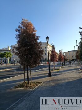 Alberi secchi a Piazza dei Cinquecento
