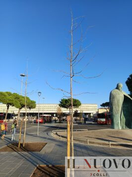Alberi secchi a Piazza dei Cinquecento