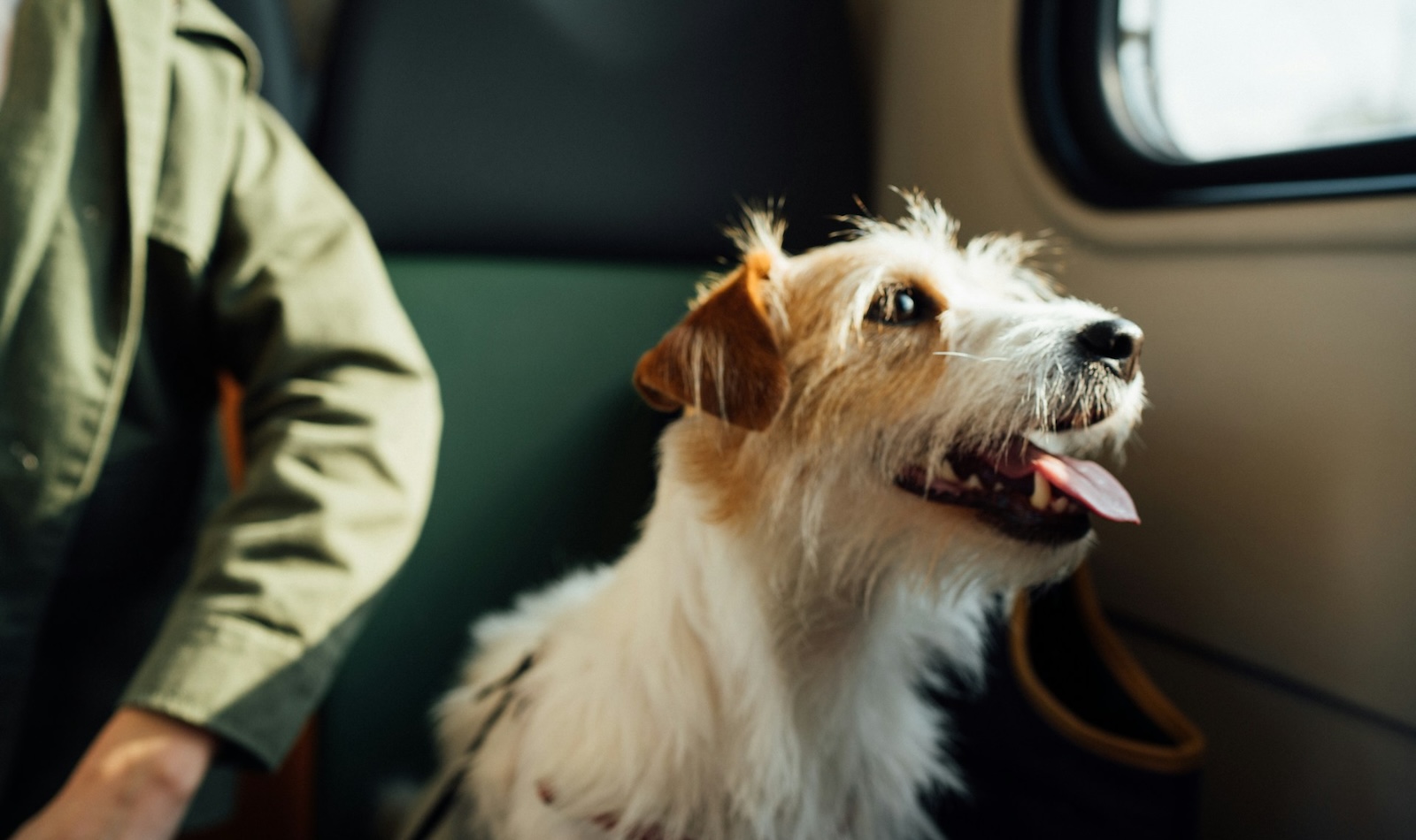 cane in aereo