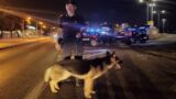 Maxi operazione antidroga a Civitavecchia: il blitz all’alba, 6 arresti
