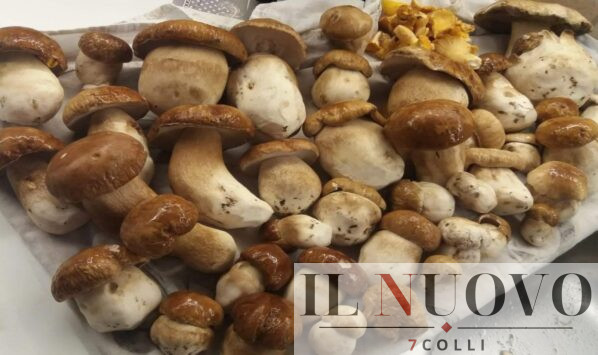 Funghi nei boschi 