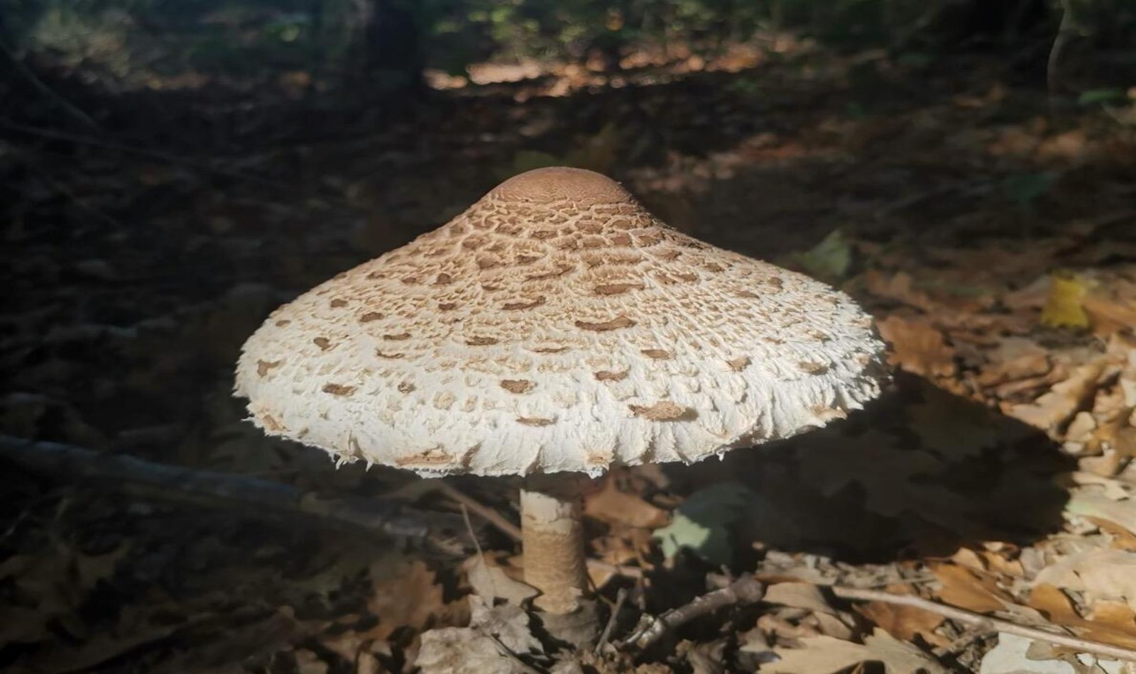 Raccolta funghi