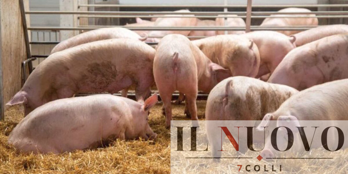 Un porcile come quello di Ardea, foto generic