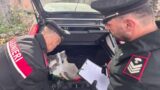 Albano, giardiniere-pusher pizzicato con la droga in auto e casa: arrestato 28enne