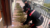 Colleferro, arrotonda la pensione con una serra artigianale di marijuana: in casa 17 mila dosi