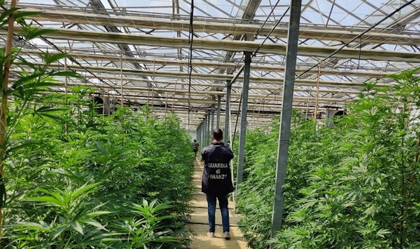 Scoperta serra di marijuana