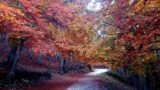 Il foliage in autunno, Monte Livata regala spettacolo: i segreti chimici dietro questo affascinante fenomeno naturale