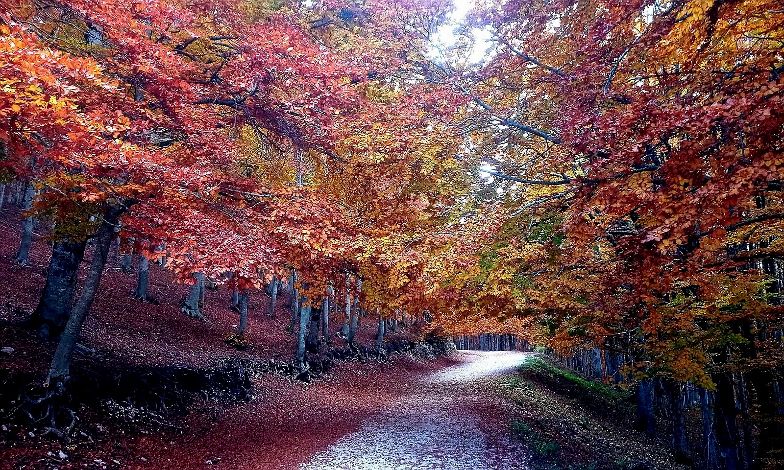 Il foliage e l'autunno