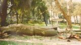 Roma, addio al grande ‘gigante d’oro’: abbattuto il Ginkgo Biloba centenario di Villa Borghese