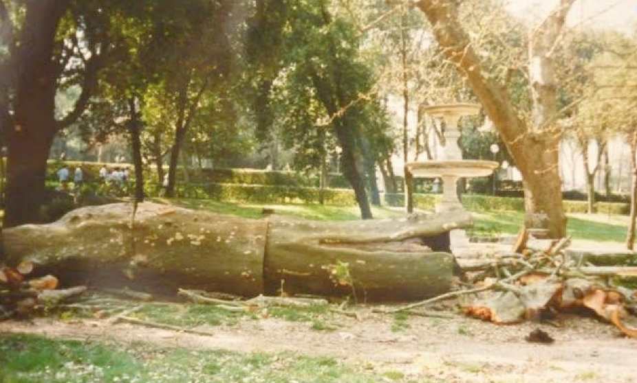 Roma, il Ginko appena abbattuto a villa Borghese, foto del Gruppo Facebook Amici di Villa Borghese