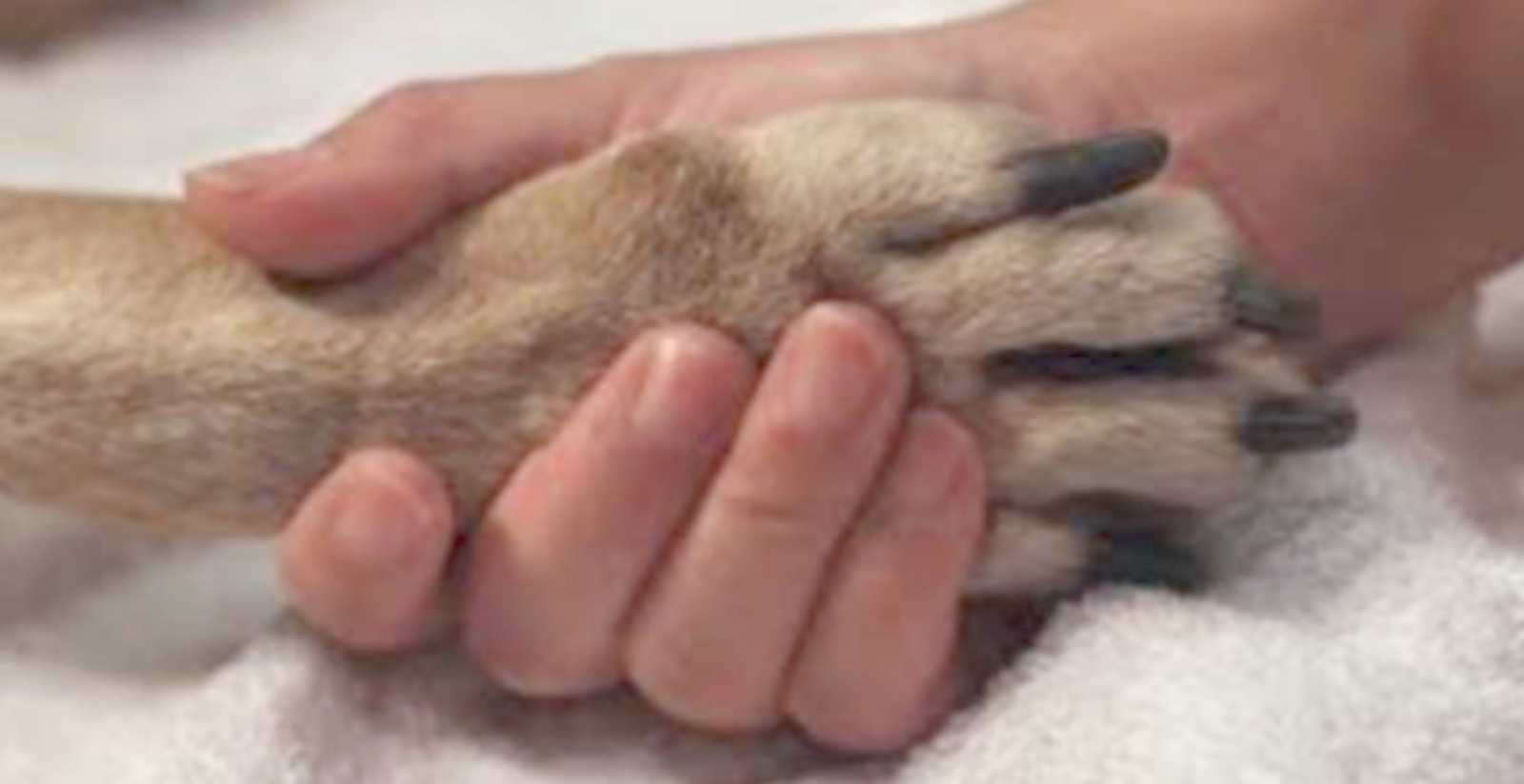 Regione Lazio, animali