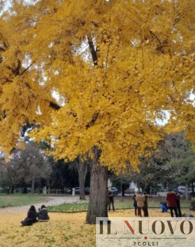 Roma, il Ginko appena abbattuto a villa Borghese, foto del Gruppo Facebook Amici di Villa Borghese