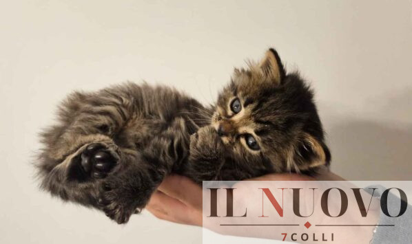 Pet House Rescue, Amatrice