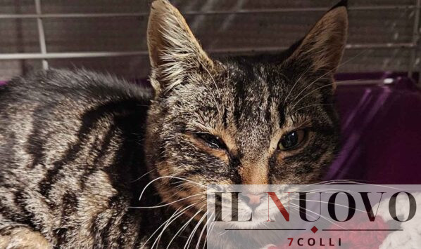 Amatrice, Tiana Pet House Rescue