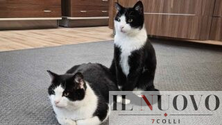 Amatrice, Pet House Rescue: la piccola associazione che sta cambiando la vita degli animali dimenticati