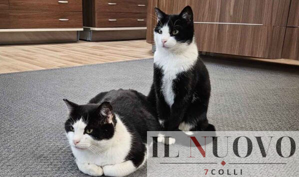 Amatrice, Titti e Silvestro Pet House Rescue