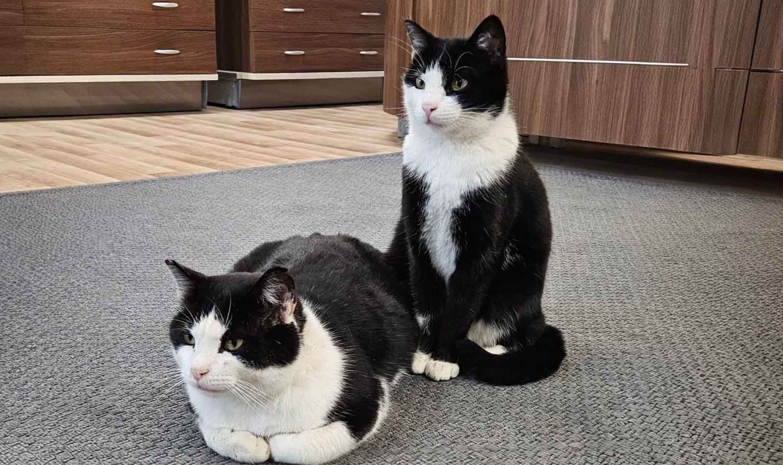 Amatrice, Titti e Silvestro Pet House Rescue