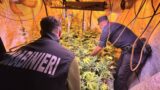 Marino, 3mila piante di marijuana nell’azienda per cosmetici: sequestrati 500 kg di ‘erba’ pronta alla vendita