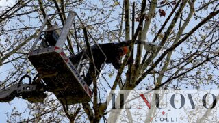 Dall’albero alla caldaia, Roma regala la legna: chi guadagna davvero dalle potature?